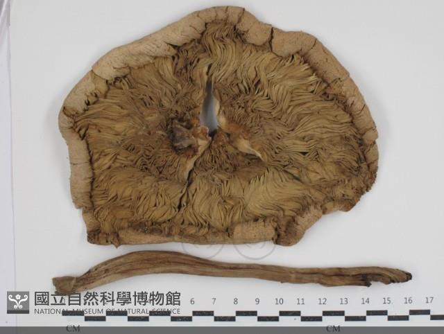 登錄號:F0034522藏品圖，第3張