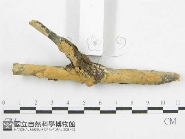 登錄號:F0002522藏品圖，第3張