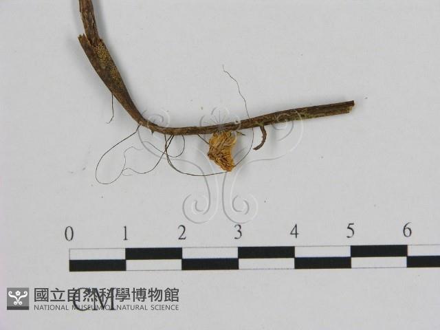 小皮傘屬藏品圖，第3張