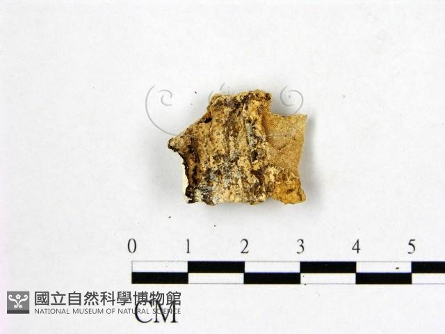 多年臥孔菌屬藏品圖，第3張