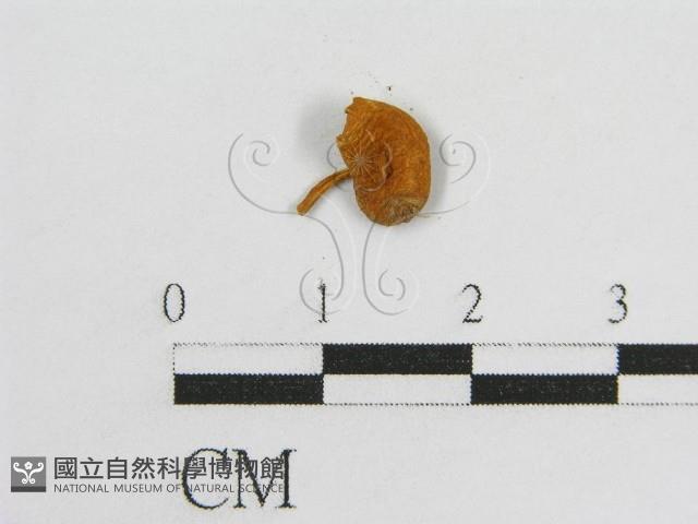 登錄號:F0005522藏品圖，第3張