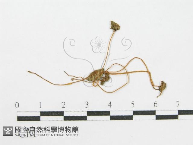 登錄號:F0003522藏品圖，第3張