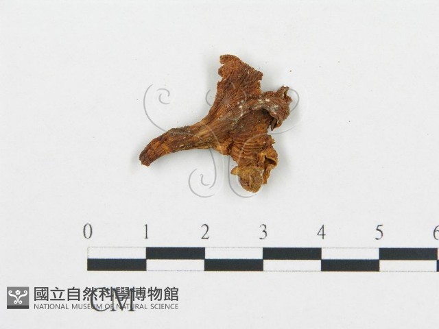 杯傘屬藏品圖，第3張