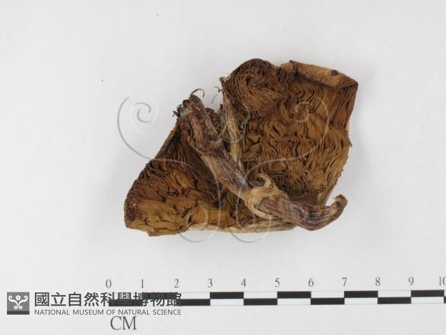 登錄號:F0026122藏品圖，第3張