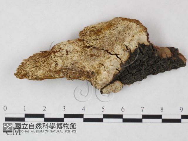 登錄號:F0006122藏品圖，第3張