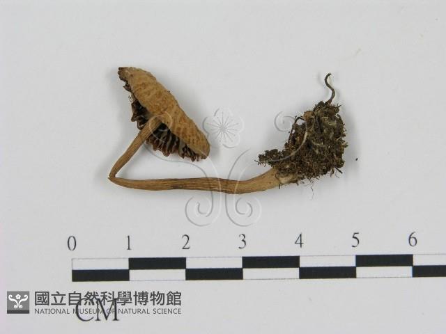 登錄號:F0016122藏品圖，第3張