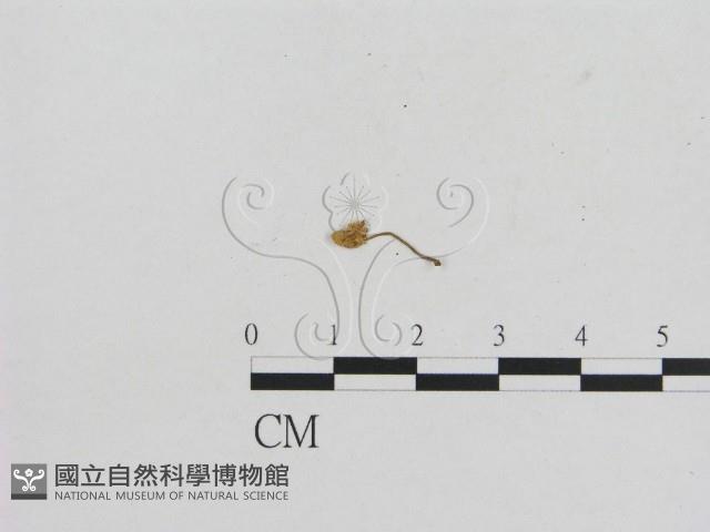 小菇屬藏品圖，第3張