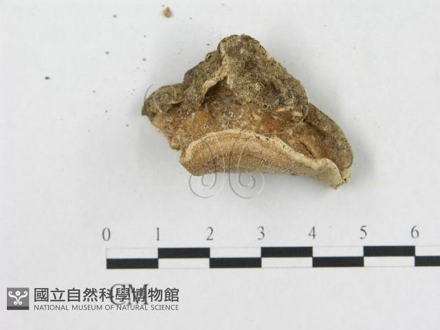 登錄號:F0014122藏品圖，第3張