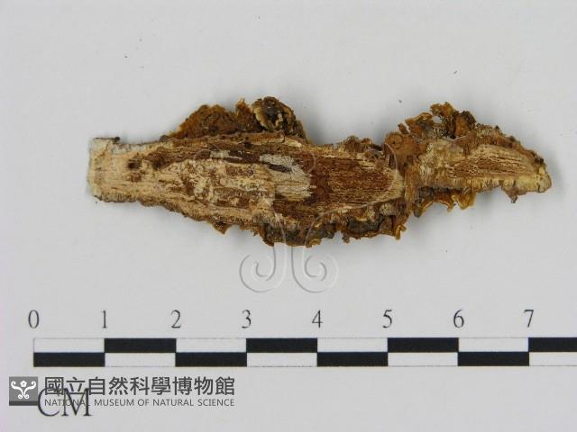 刺革菌屬藏品圖，第3張