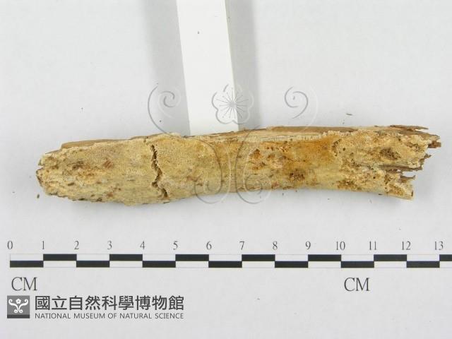 登錄號:F0007122藏品圖，第3張