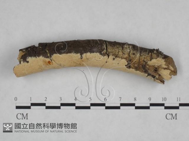登錄號:F0025122藏品圖，第3張