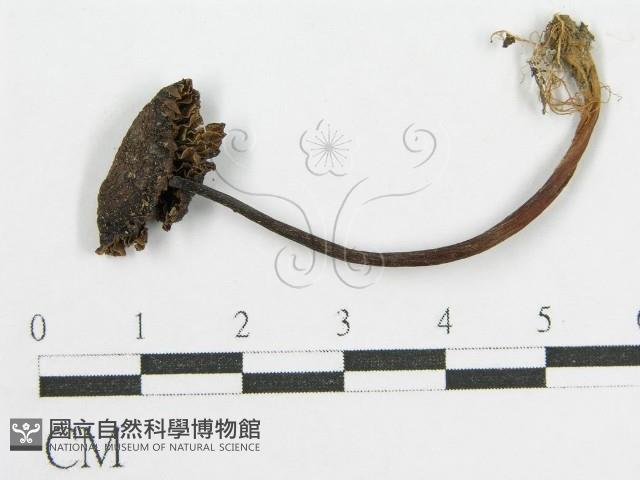 登錄號:F0019122藏品圖，第3張