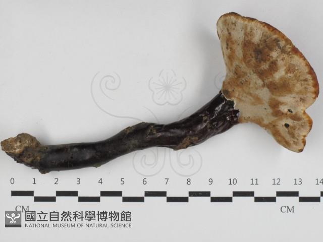 登錄號:F0033122藏品圖，第3張