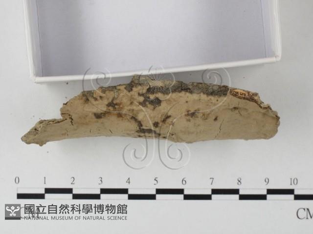 登錄號:F0020022藏品圖，第3張