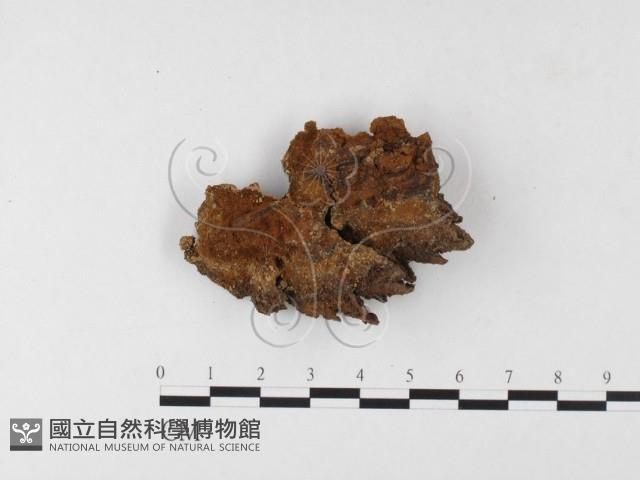 木層孔菌屬藏品圖，第3張