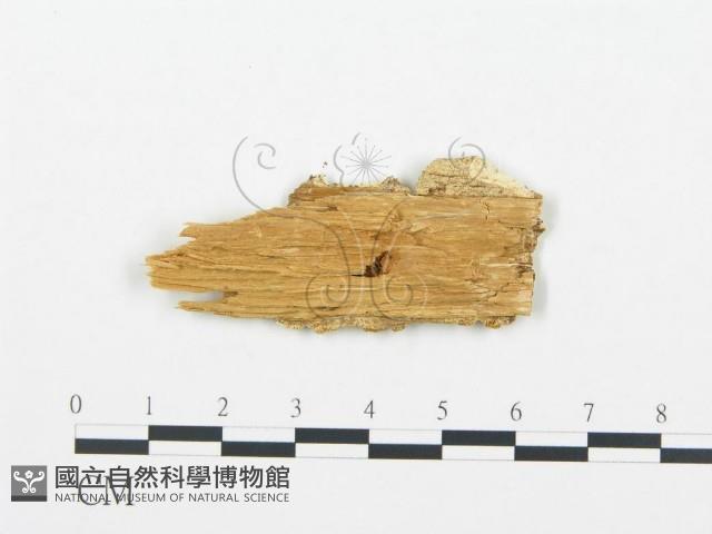 登錄號:F0006022藏品圖，第3張