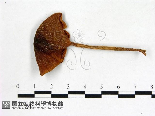 登錄號:F0011022藏品圖，第3張