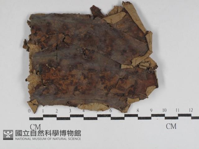 登錄號:F0031022藏品圖，第1張