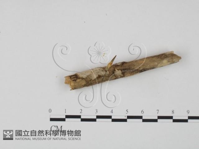 登錄號:F0004022藏品圖，第3張