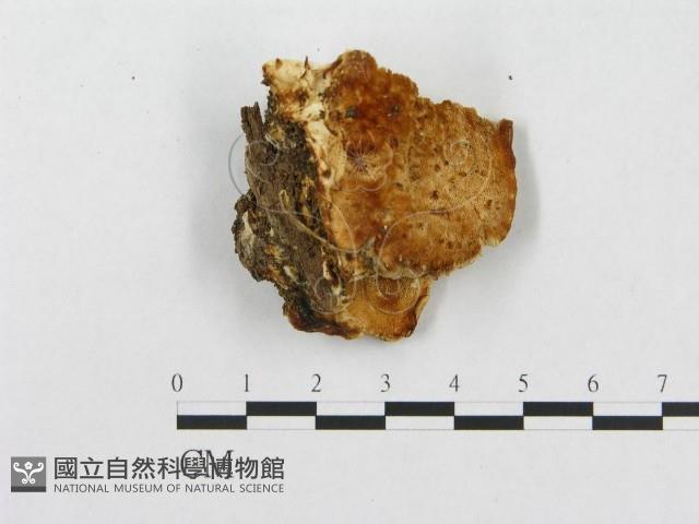 登錄號:F0014022藏品圖，第3張