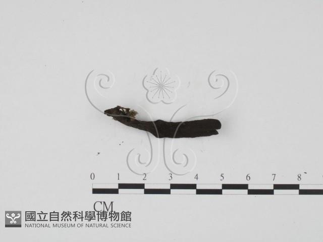 炭角菌屬藏品圖，第3張