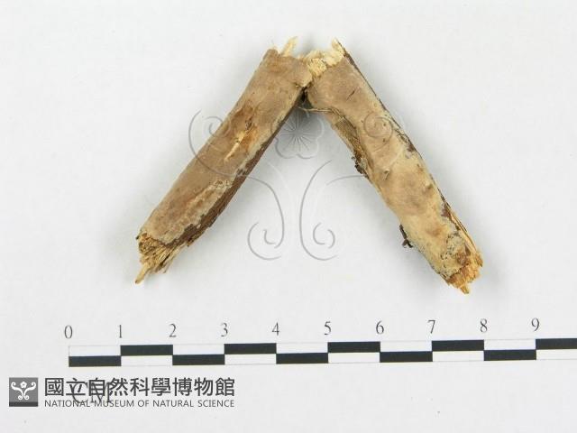 硬孔菌屬藏品圖，第3張