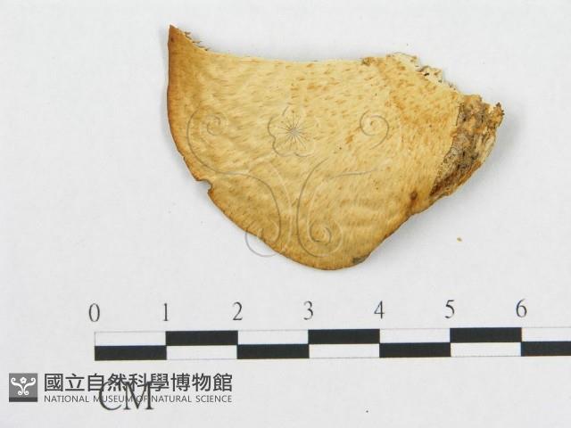 登錄號:F0007022藏品圖，第3張