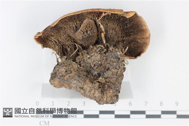 登錄號:F0035022藏品圖，第3張