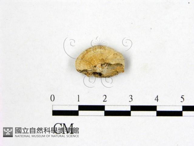 館號:F0019022藏品圖，第3張