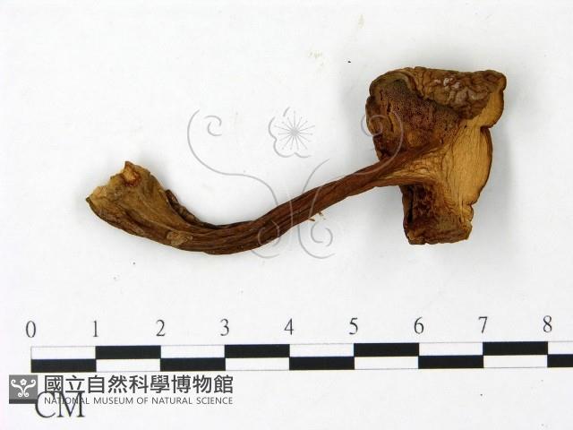 登錄號:F0023022藏品圖，第3張