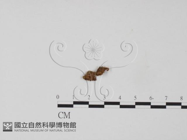 韌革菌屬藏品圖，第3張