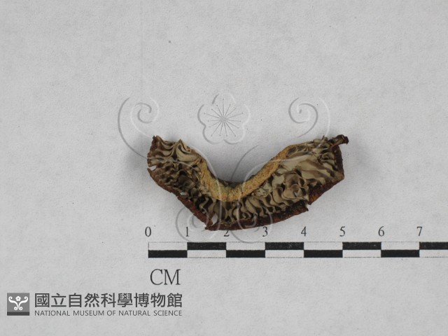 乳菇屬藏品圖，第3張