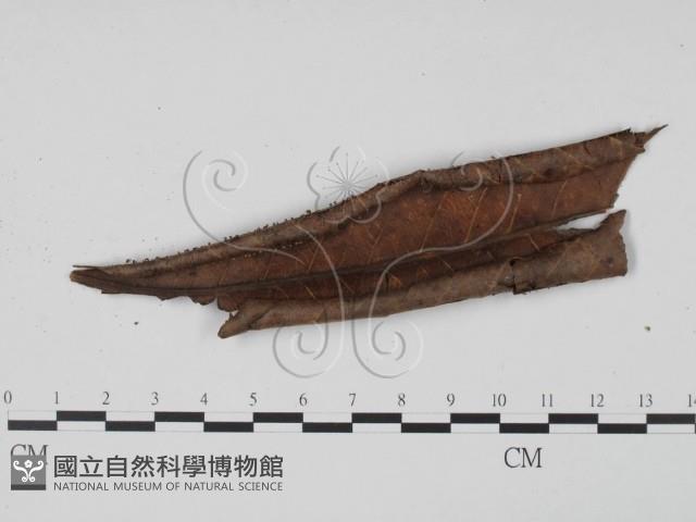 登錄號:F0008322藏品圖，第3張