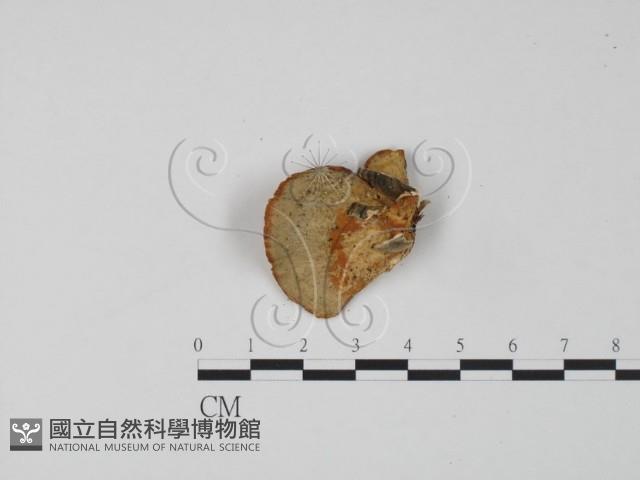 登錄號:F0006322藏品圖，第3張