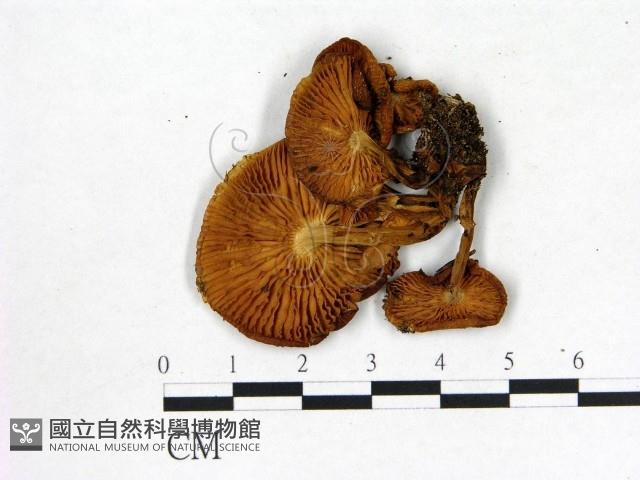 登錄號:F0016322藏品圖，第3張