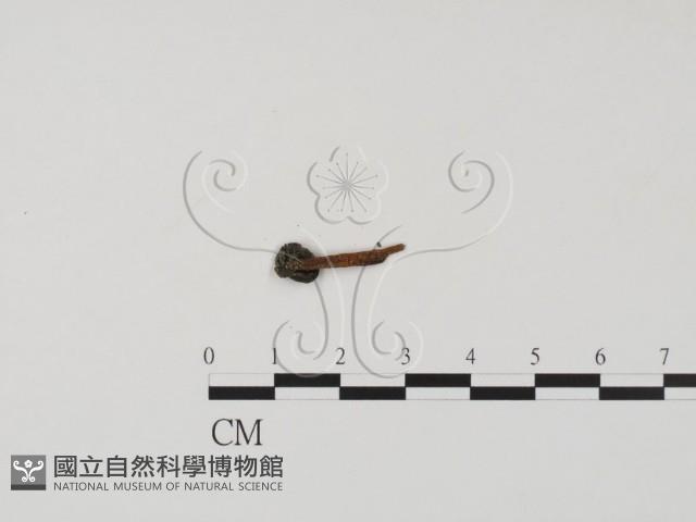 登錄號:F0011322藏品圖，第3張