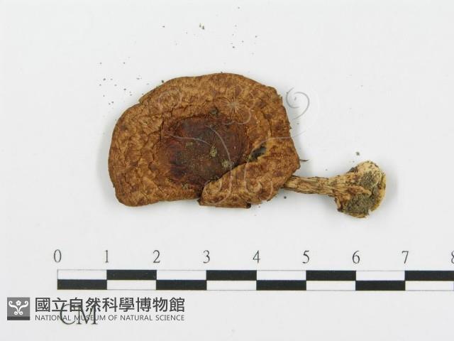 登錄號:F0014322藏品圖，第3張