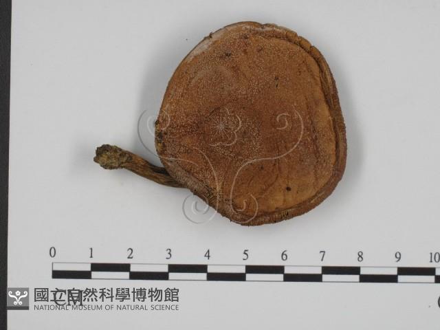 登錄號:F0022322藏品圖，第3張