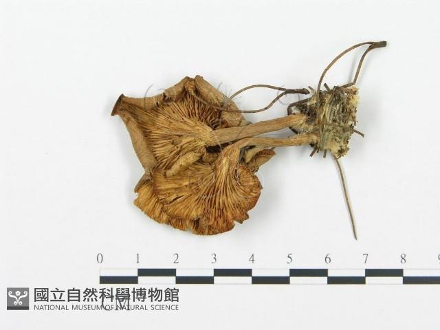 杯傘屬藏品圖，第3張