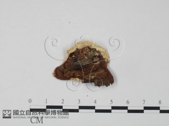 登錄號:F0017322藏品圖，第3張