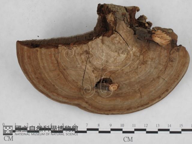 登錄號:F0009322藏品圖，第1張