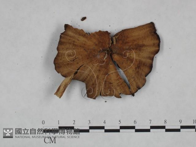 登錄號:F0023322藏品圖，第3張