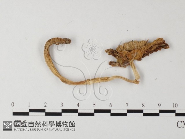 鵝膏屬藏品圖，第3張