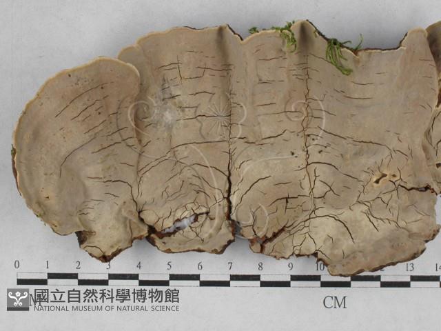 登錄號:F0028202藏品圖，第3張