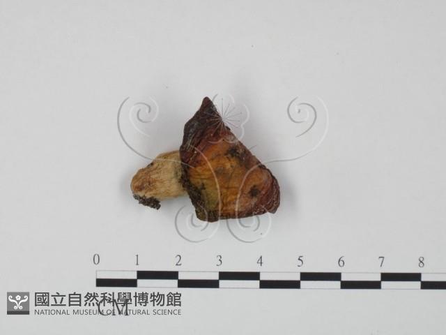 登錄號:F0020202藏品圖，第3張
