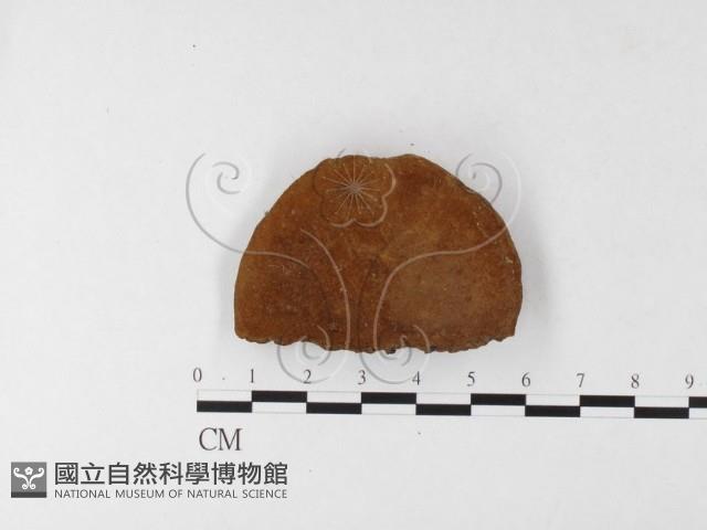 木層孔菌屬藏品圖，第1張