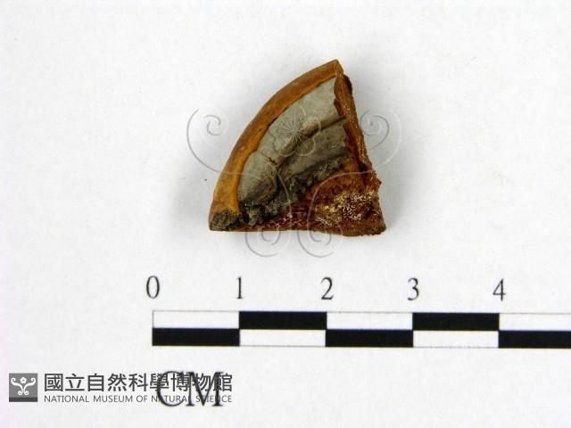 登錄號:F0006202藏品圖，第3張