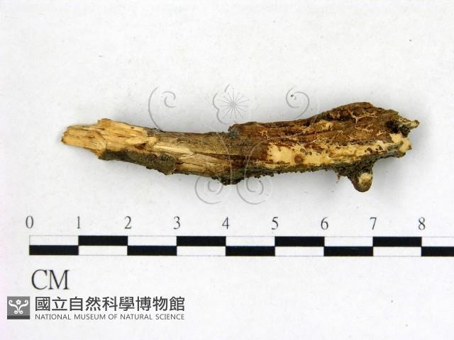 登錄號:F0004202藏品圖，第3張