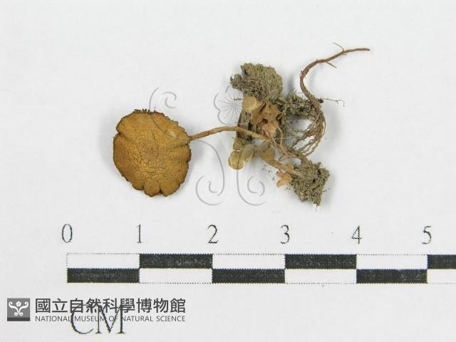 登錄號:F0014202藏品圖，第3張