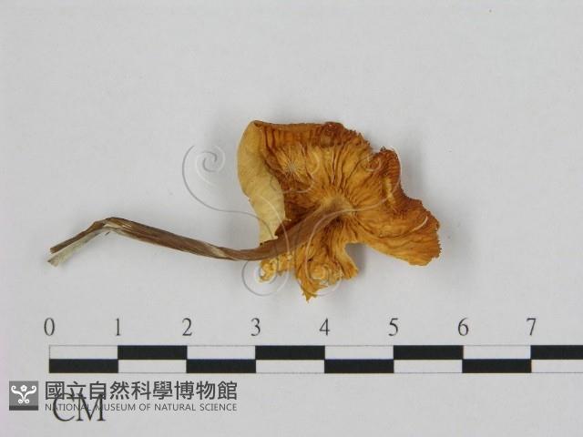 小皮傘屬藏品圖，第3張